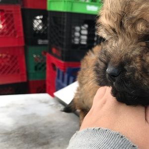 Meet your Posher, Francis