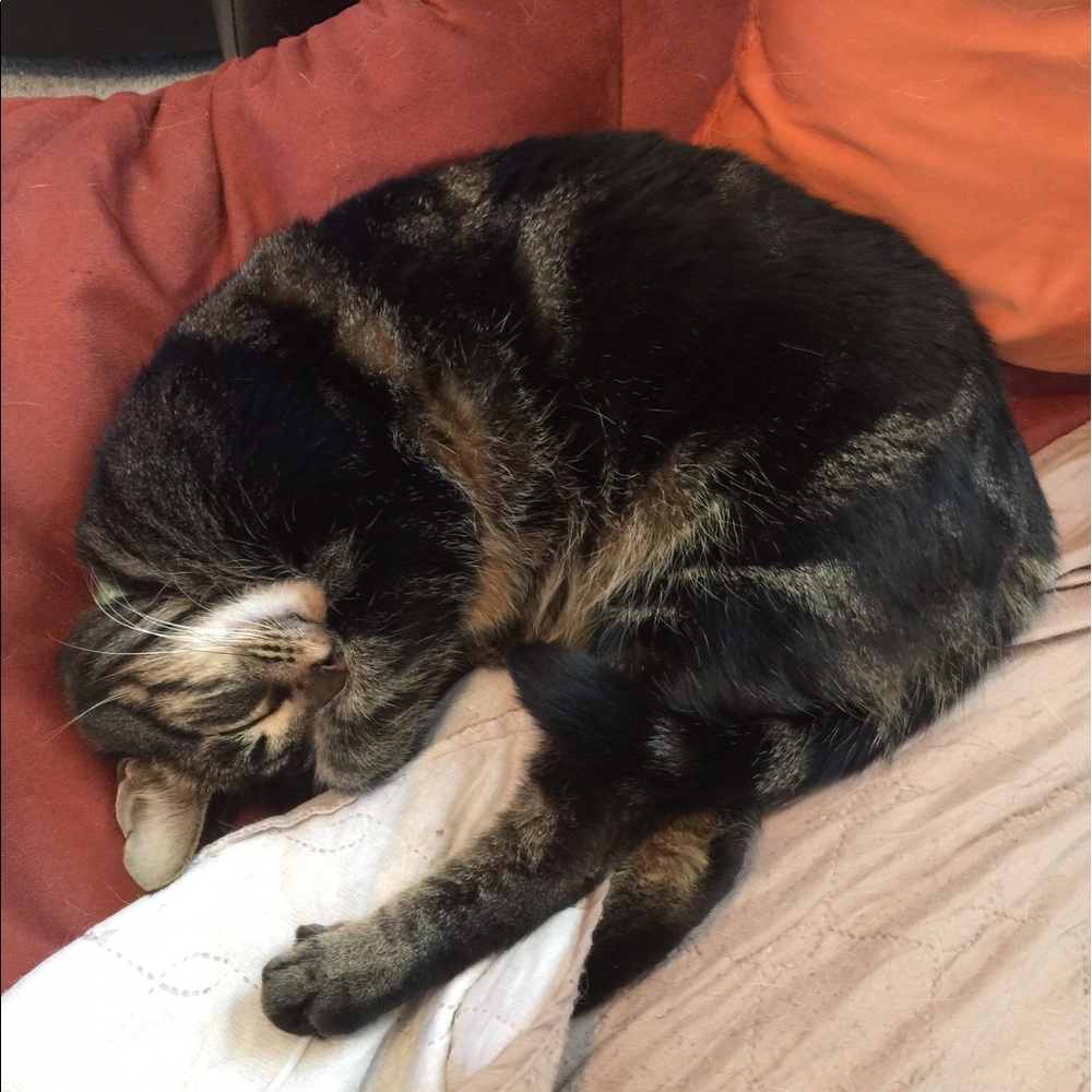 Meet your Posher, Lisa