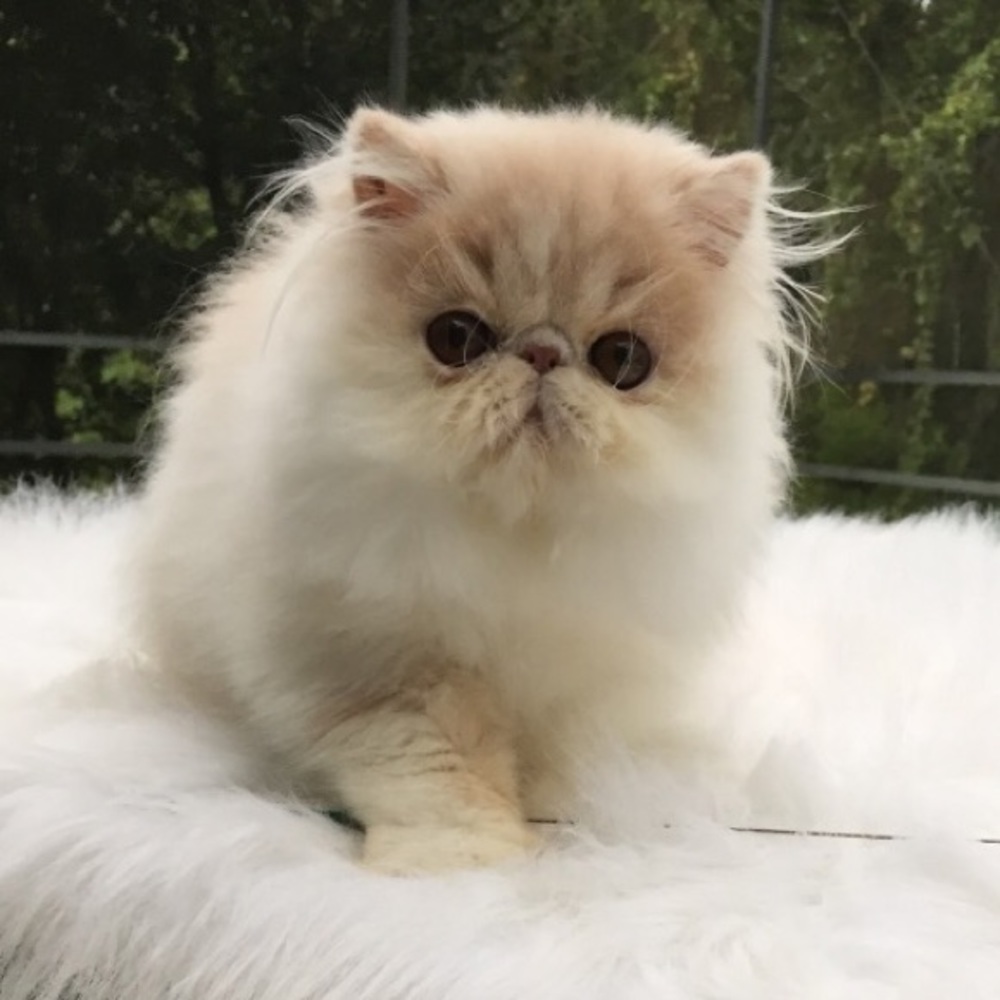 Meet your Posher, Kathy