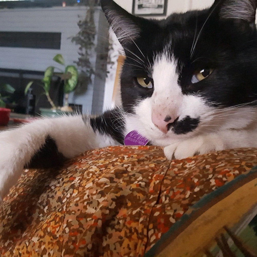 Meet your Posher, Callie