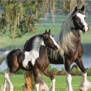 Meet your Posher, Araceli