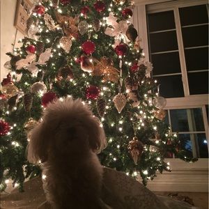 Meet your Posher, Dolores