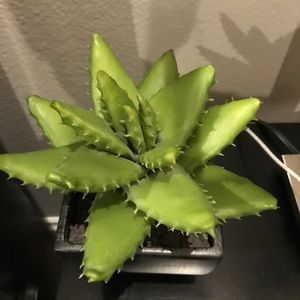 Meet your Posher, Johni