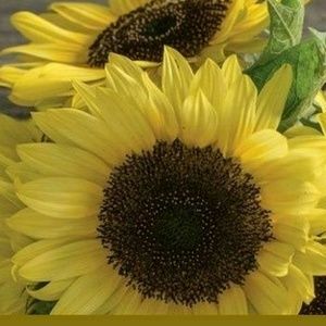 Meet your Posher, Karri