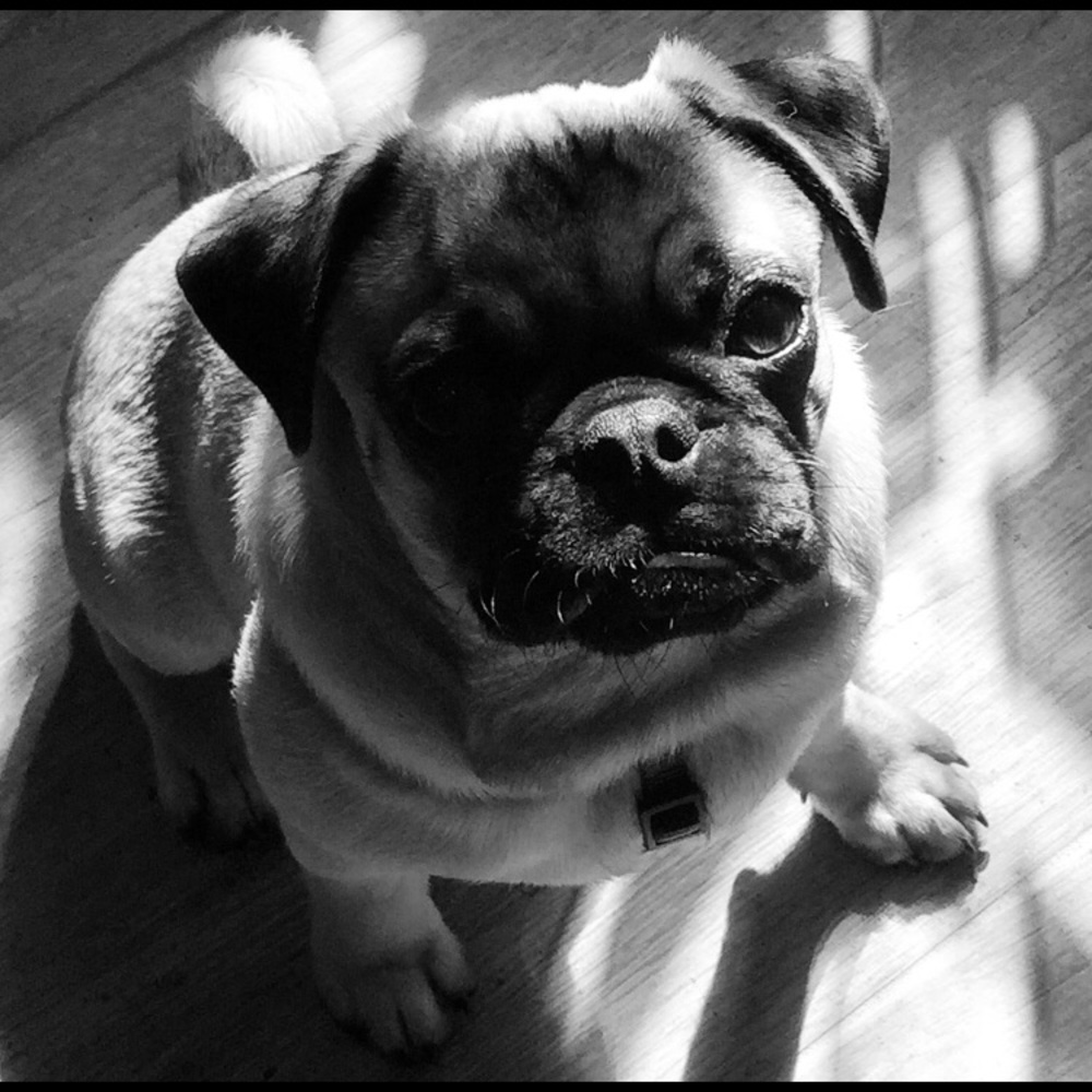 Meet your Posher, Dani