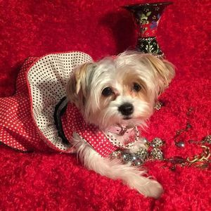 Meet your Posher, Irma