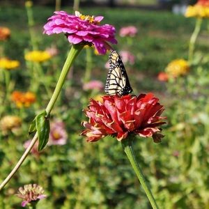 Meet your Posher, Crystal