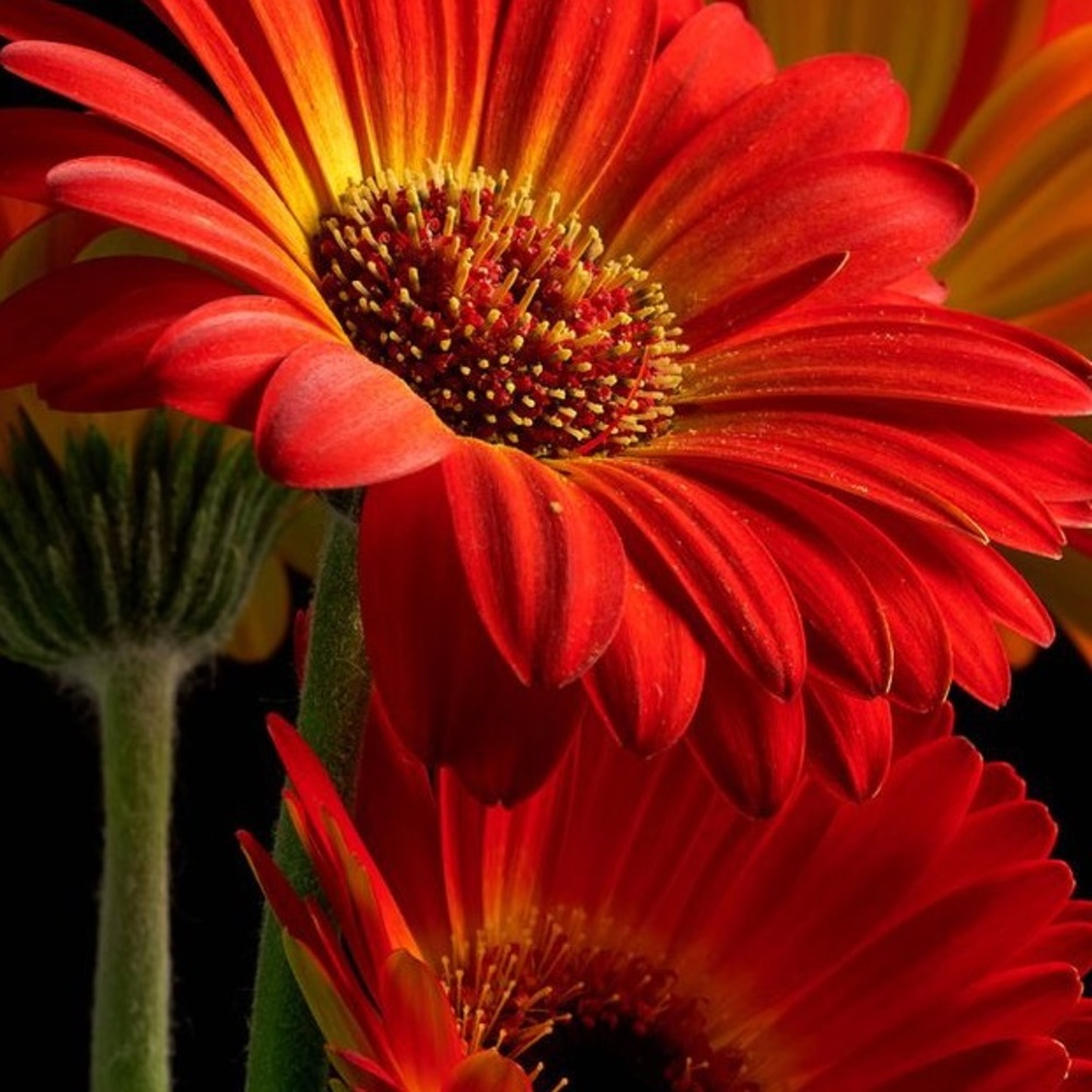 Meet your Posher, Indea