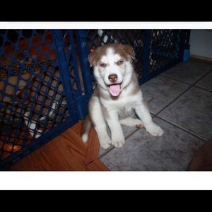 Meet your Posher, Allexus