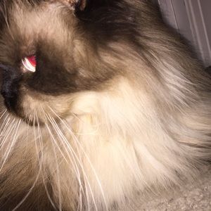 Meet your Posher, Sydney