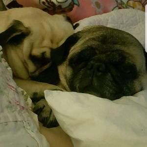 Meet your Posher, Robby