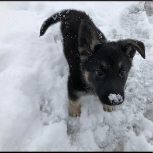 Meet your Posher, Alex