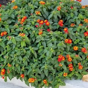 Meet your Posher, Young