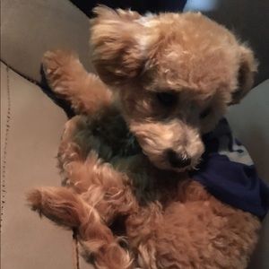 Meet your Posher, Gilbert