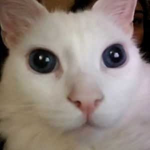 Meet your Posher, Rozina