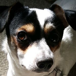 Meet your Posher, George