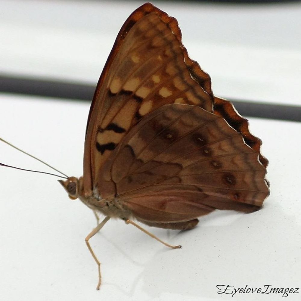 Meet your Posher, Shah