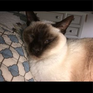 Meet your Posher, Lisa