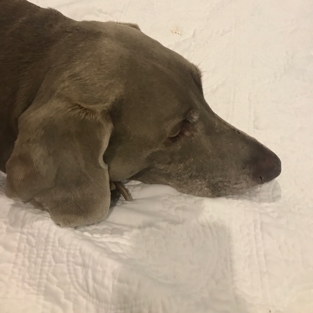 Meet your Posher, Brittney