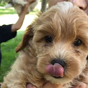 Meet your Posher, Chase