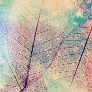 Meet your Posher, Ava