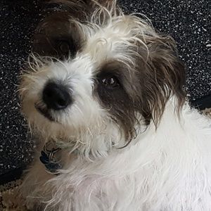 Meet your Posher, Deedee