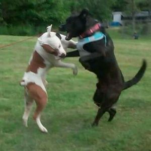 Meet your Posher, Donna