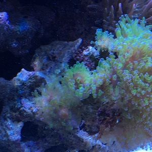 Meet your Posher, Patty