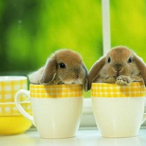 Meet your Posher, Linda