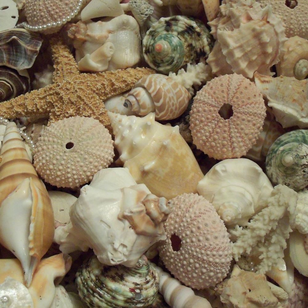 Meet your Posher, Shell