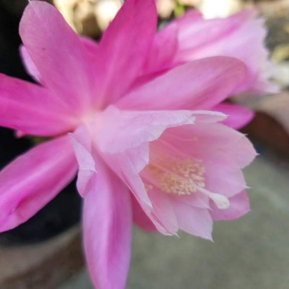 Meet your Posher, Sherri - Picture 1 of 1