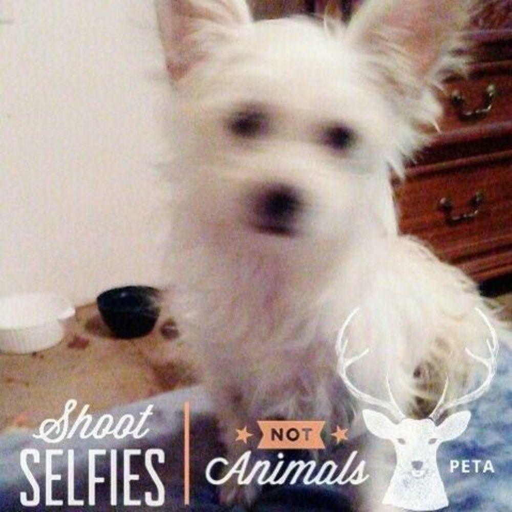 Meet your Posher, Louisa