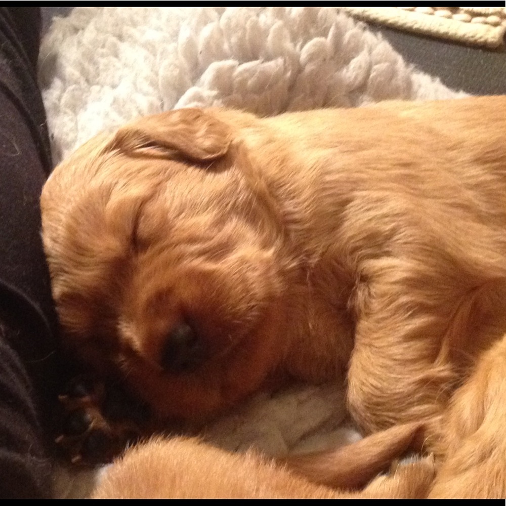 Meet your Posher, Jade