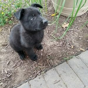 Meet your Posher, Karri