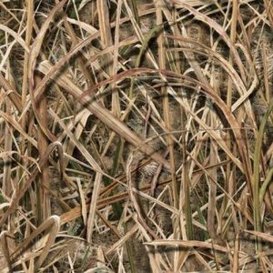 Meet your Posher, Markus