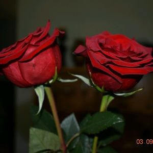 Meet your Posher, Helen