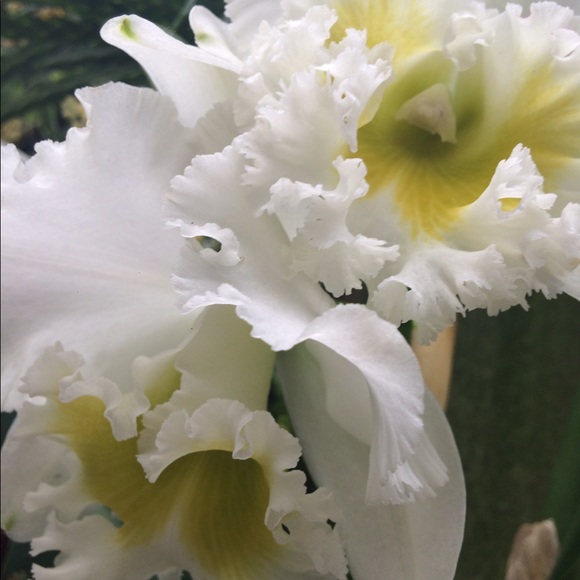 Meet your Posher, Sophia - Picture 1 of 1