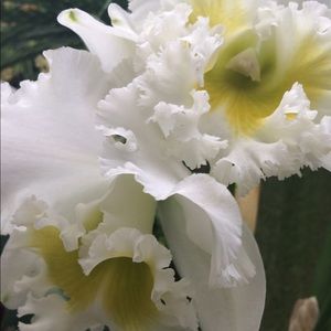 Meet your Posher, Sophia