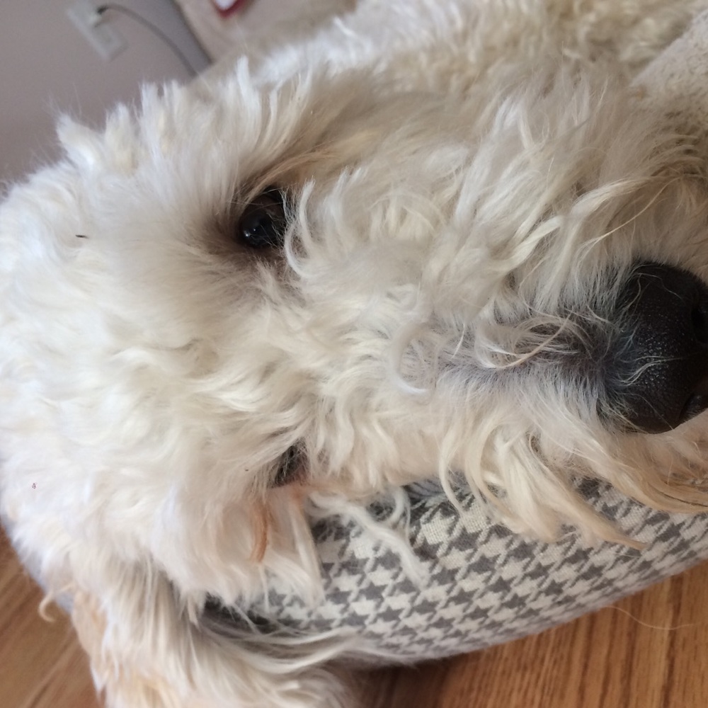 Meet your Posher, Tallie