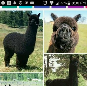 Meet your Posher, Tracy