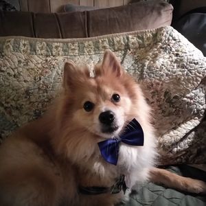 Meet your Posher, Gail babcock