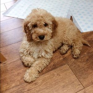 Meet your Posher, Sean