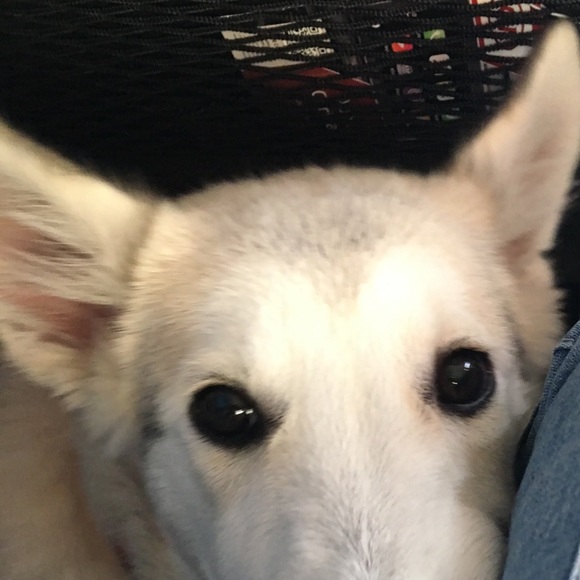 Meet your Posher, Michelle - Picture 1 of 1