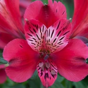 Meet your Posher, Rose