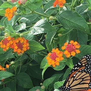 Meet your Posher, Nataliya