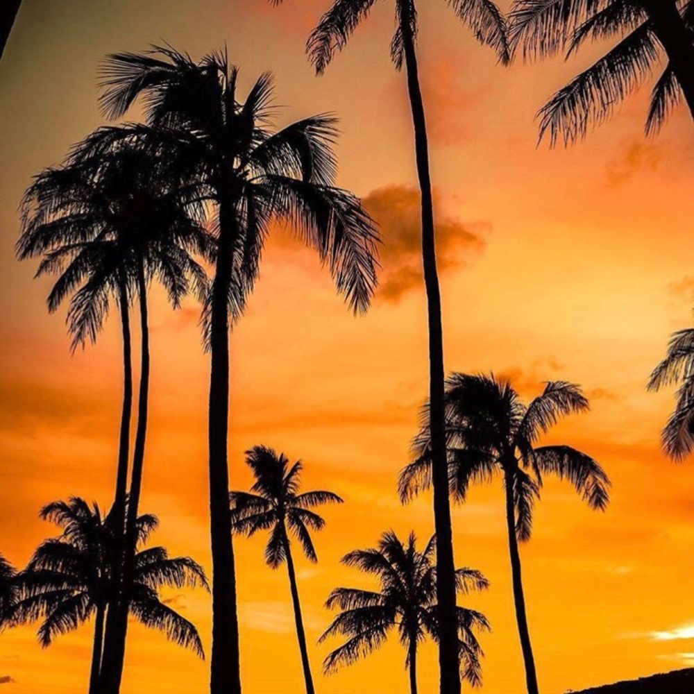 Meet your Posher, Seloni