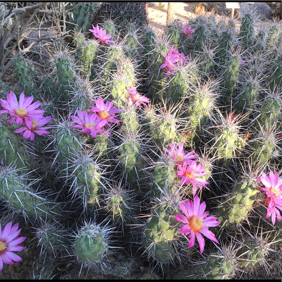 Meet your Posher, Jackie - Picture 1 of 1