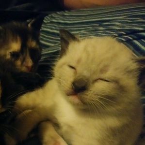 Meet your Posher, Cole