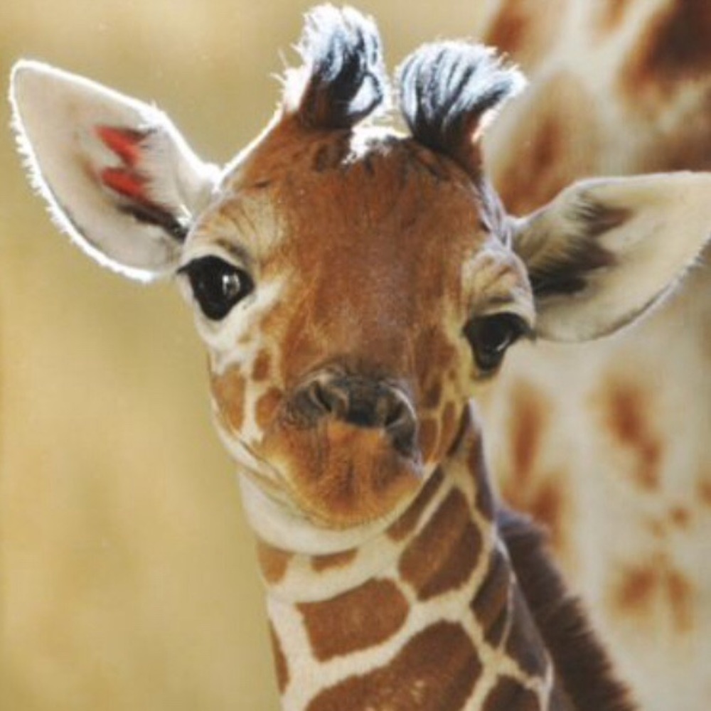 Meet your Posher, Kay