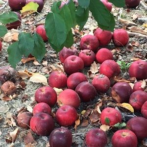 Meet your Posher, Jillian